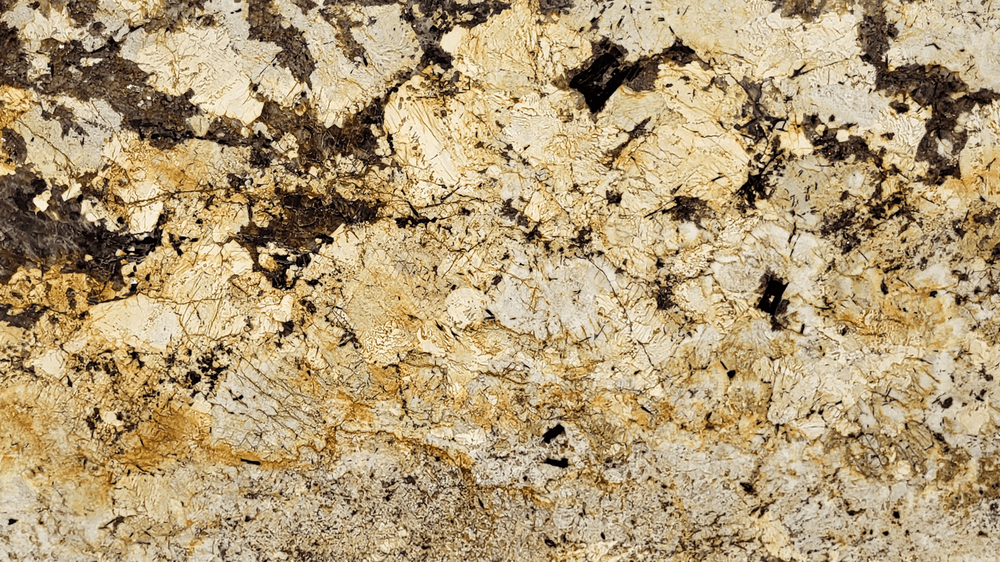 DELICATUS GOLD