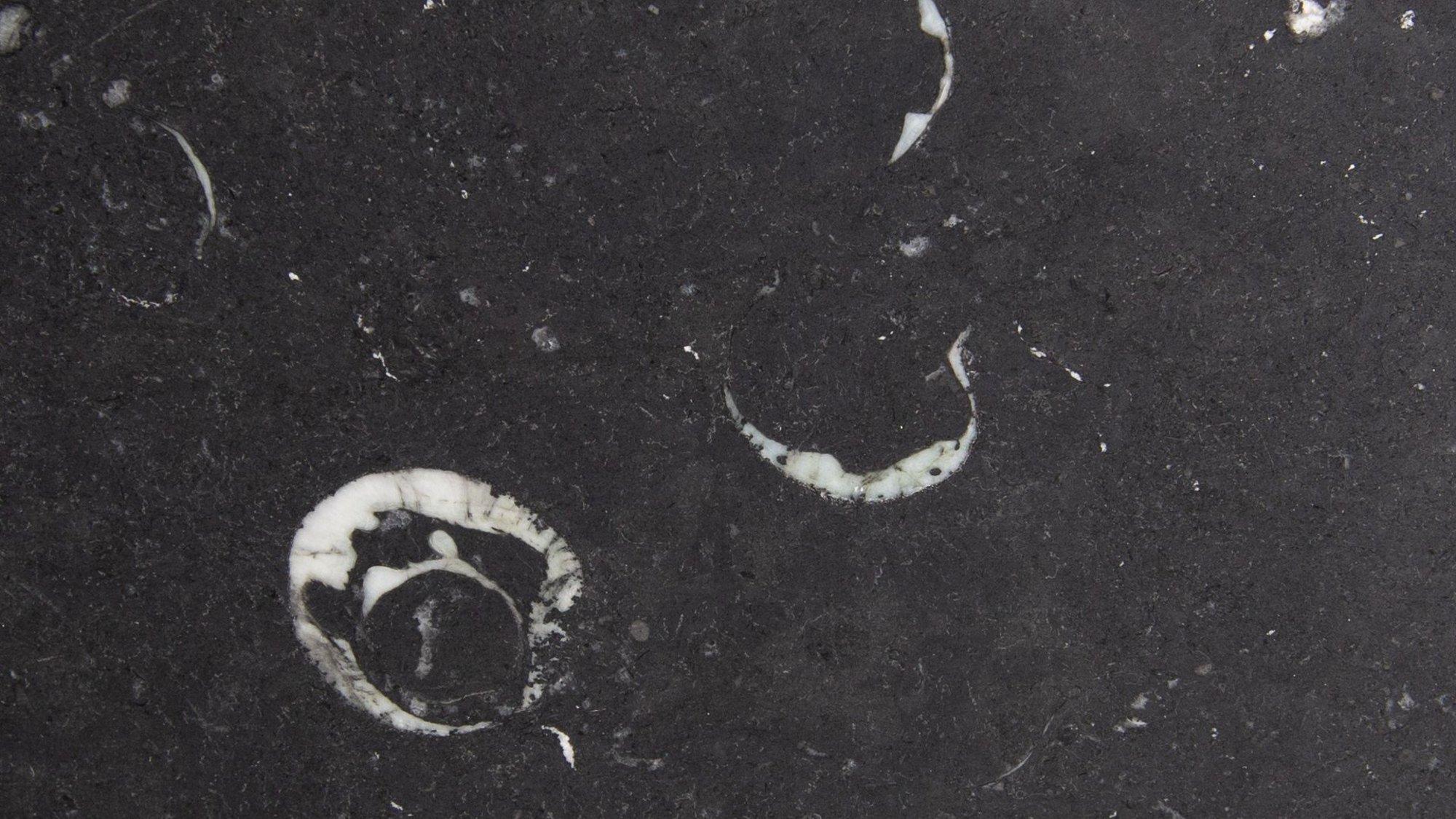 FOSSIL STONE BLUESTONE | BRACHOT